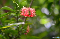 温室に咲く花