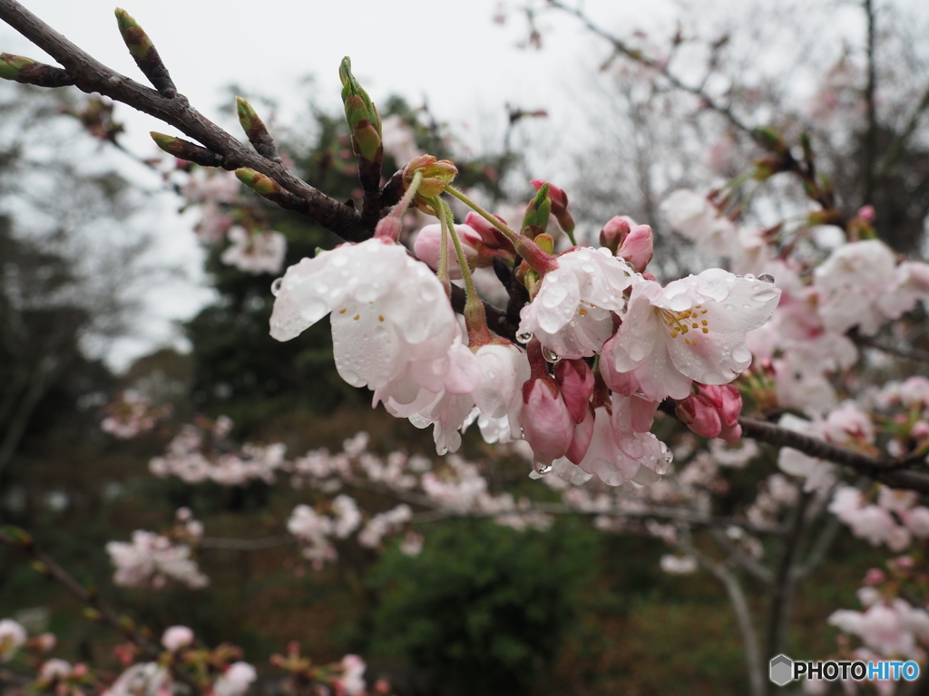 常磐公園の桜も満開