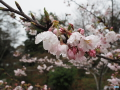 常磐公園の桜も満開
