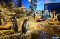 海響館 ペンギン