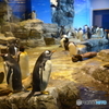 海響館 ペンギン
