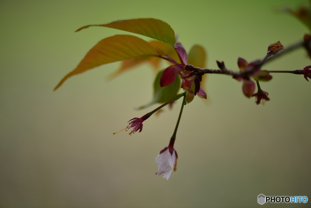 常盤公園の桜も