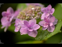 紫陽花 紫陽花