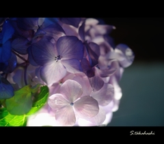 夜の紫陽花2