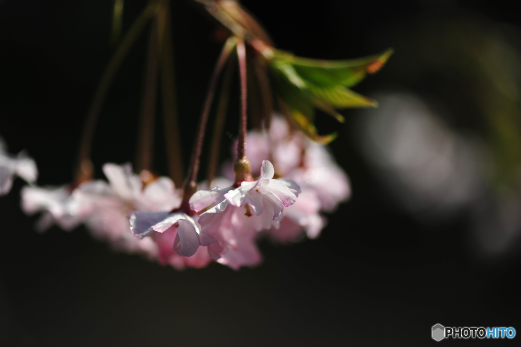 徳佐八幡宮の枝垂桜