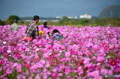 花の海のコスモス畑