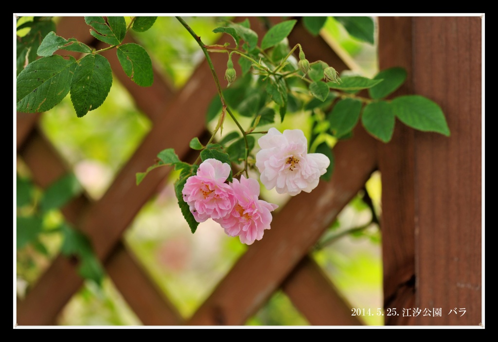 江汐公園のバラ園