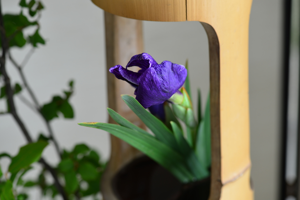 竹と菖蒲