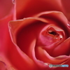 薔薇の撮り比べ