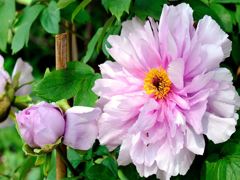 004ぼたん苑に咲くぼたん