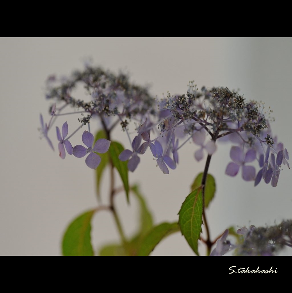 これでも紫陽花1