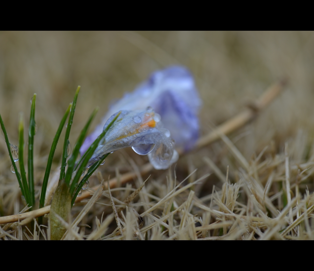 雨上がりの常盤公園