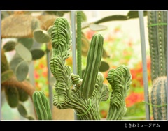 サボテン