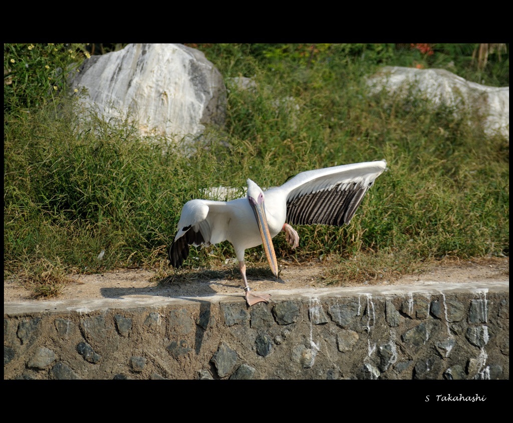 常盤公園　ペリカン