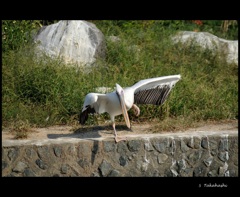 常盤公園　ペリカン