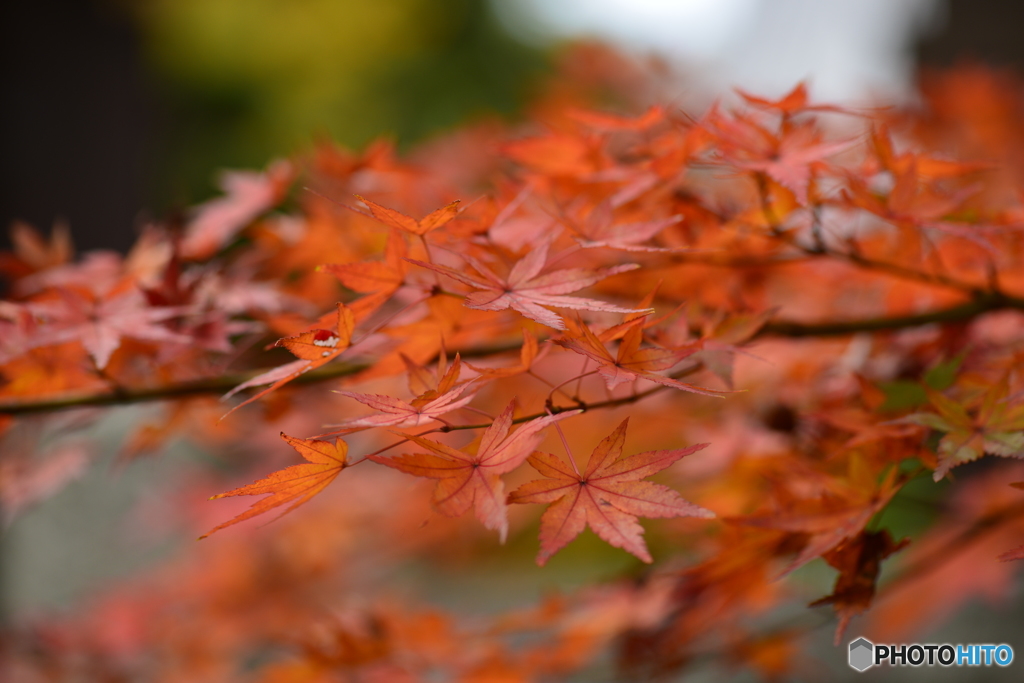 蓮光寺の紅葉