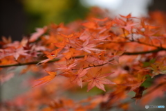 蓮光寺の紅葉