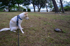 亀との遭遇