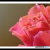 薔薇の花
