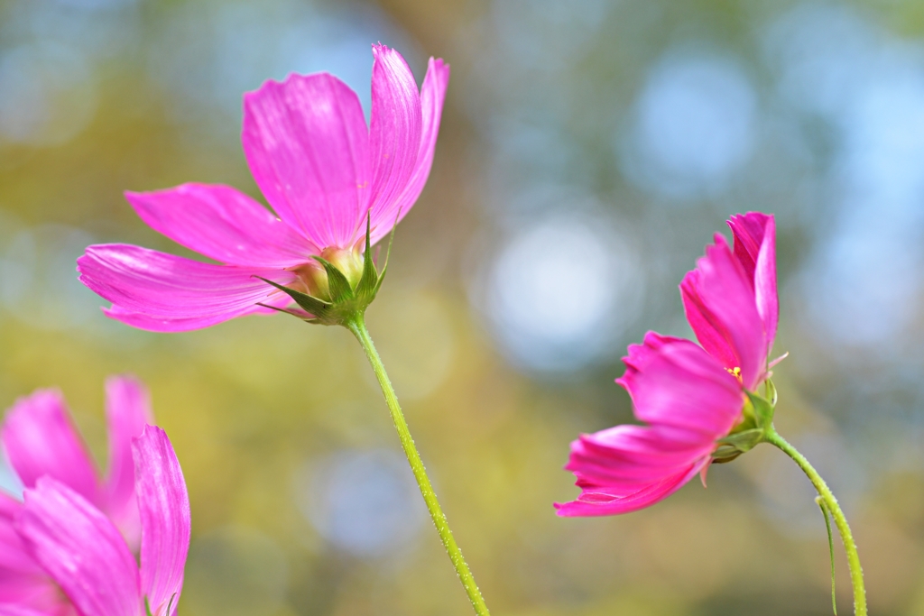 国営丘陵公園のコスモス