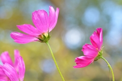 国営丘陵公園のコスモス