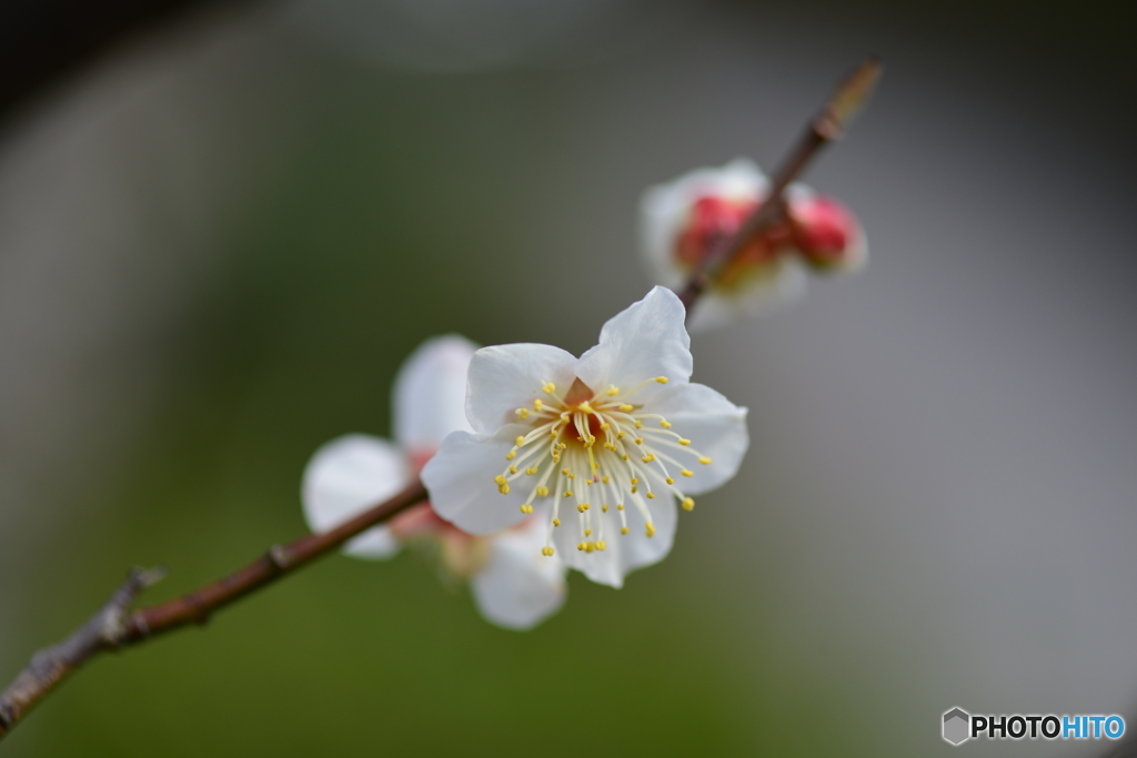 常盤公園にも梅の花が
