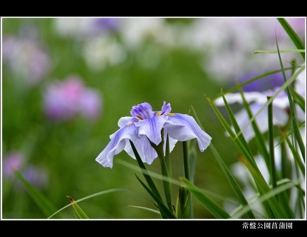 常盤公園菖蒲園