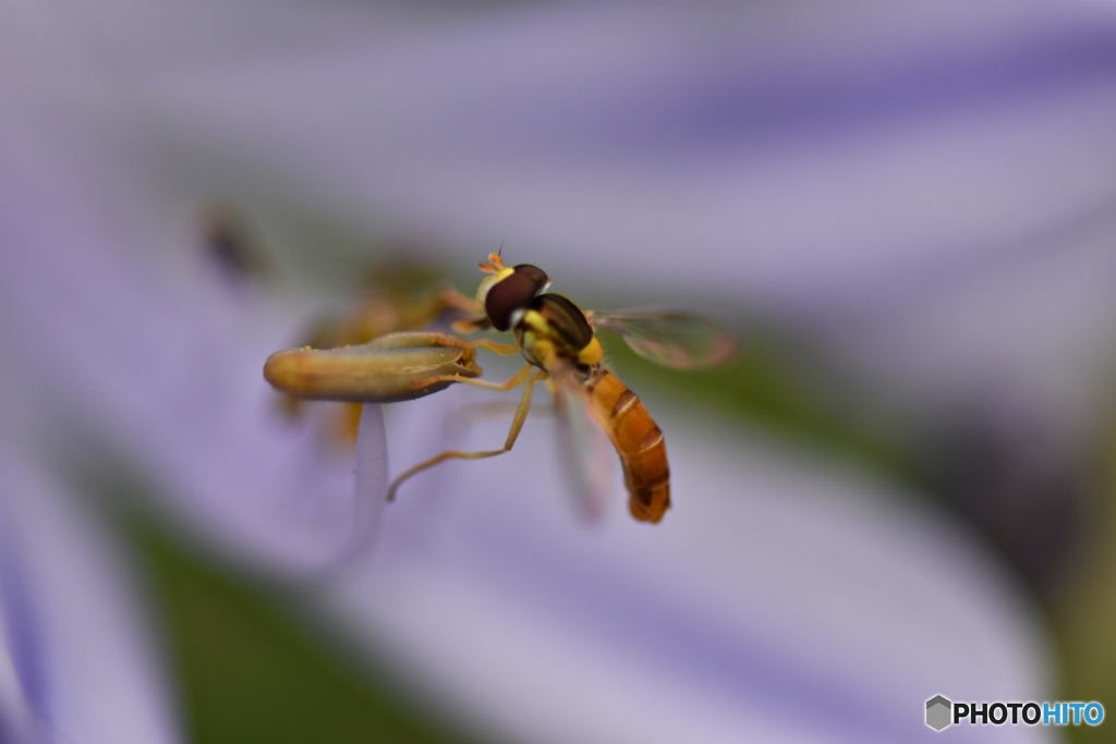 アガパンサスのしべに虫が