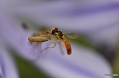 アガパンサスのしべに虫が