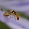 アガパンサスのしべに虫が