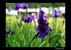 雨の中の菖蒲
