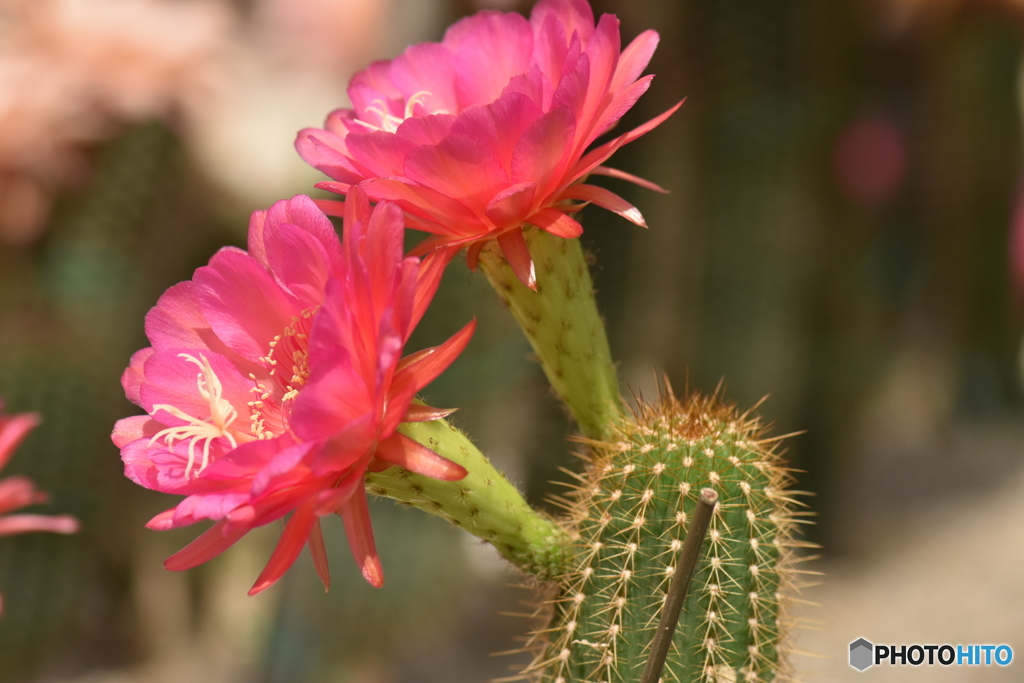 サボテンの花