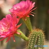 サボテンの花