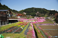 大道理の芝桜