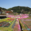 大道理の芝桜