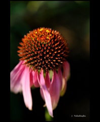 常盤公園そばの庭に咲いていた花