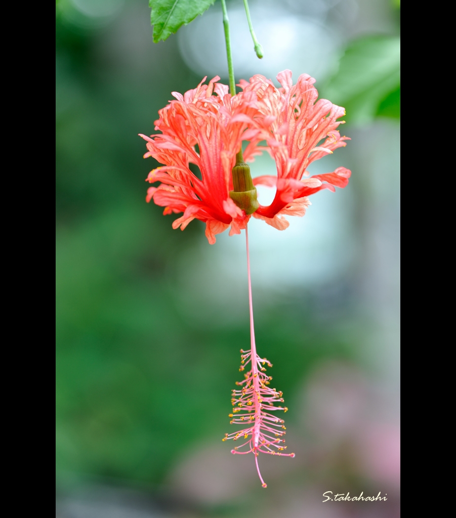 フウリンブッソウゲ