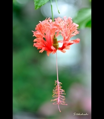 フウリンブッソウゲ