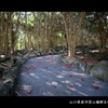 笠山椿