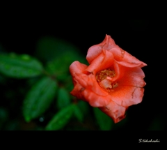 庭に咲いた薔薇 庭に咲いた薔薇
