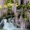 山口県山口市一貫野の藤