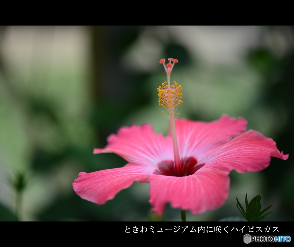 ハイビスカス