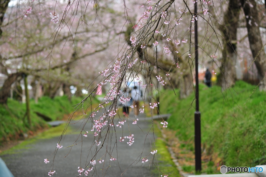 徳佐八幡宮の枝垂桜