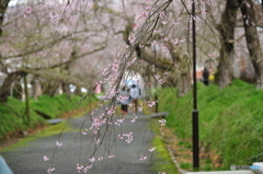 徳佐八幡宮の枝垂桜