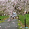 徳佐八幡宮の枝垂桜