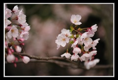 常盤公園の桜