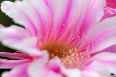 サボテンの花