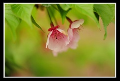 桜の横で散りかけて