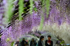 河内藤園