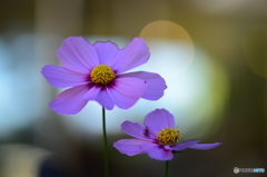常盤公園に咲く花